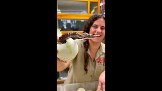 Hatching SUPER Rare Python Eggs🤩🤯