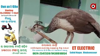 ମୟୁରଙ୍କ ସୁରକ୍ଷା ଦିଗରେ ଅଣ୍ଟା ଭିଡିଲେ ସ୍ଥାନୀୟ ବାସିନ୍ଦା