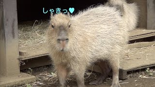 穏やかな日常を　大宮公園のカピバラたち