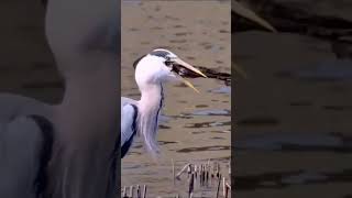 the heron caught a frog #birds #youtubeshorts #youtuber #nature #youtube #ytshorts