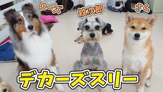 デカーズスリー 🐶ひみつきちなう！②🐶 (シェルティ,ミニチュアシュナウザー,柴犬) 2019年7月5日