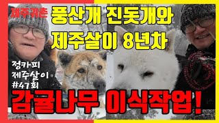 [제주귀촌]풍산개,진돗개와 제주살이8년차/숙소에 감귤이식작업