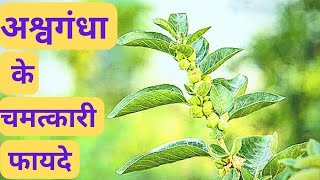 अश्वगंधा के फायदे | અશ્વગંધાના ફાયદા હિન્દી | Ashwagandha Benefits