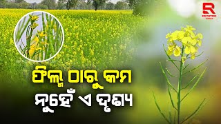 ଫିଲ୍ମର ଦୃଶ୍ୟଠୁ କିଛି କମ ନୁହେଁ ତେଲି ପାଲିଗାଁର ଏହି ଶୋରିଷ ବିଲ ll Sorisa chasa