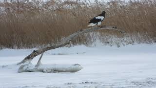 Steller's sea eagle flying along Ishikari river石狩川を飛翔するオオワシ