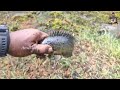 നാടൻ കള്ളും മീനും kerala fish snakehead fishing keralafishing keralafishing keralafishing fry