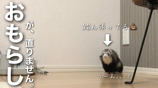 【問題発生】おもらしが治らないフェレットの行動がヤバい。