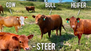 The Difference Between Bulls, Cows, Heifers, and Steers