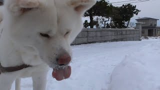 【秋田犬ゆうき】我家の前だけで発生する横殴りの雪は意外と楽しい【akita dog】