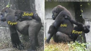 Gorilla D'jeeco 迪亞哥 家族 覓食。Tayari 站立走.餵Jabali喝奶 下壕溝。Jabali 追山羌 想拿Tayari Iriki 樹枝 2022-12-30 1441-1524