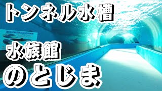 【イルカ】トンネル水槽からのイルカたち　日差しが降り注ぎ綺麗な空間です #のとじま水族館