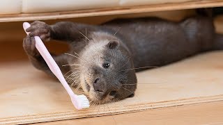 おやつ後に必ず歯磨きをするカワウソがこちらです！Here's an otter that always brushes his teeth after a snack!