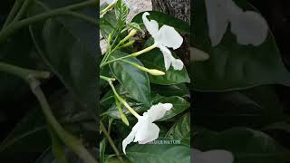 നന്ത്യാർവട്ടം/നമ്പ്യാർവട്ടം/Tabernaemontana divaricata/pinwheel flower/crape jasmine/Nero's crown