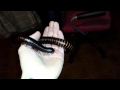 My giant african millipede (Archispirostreptus gigas)