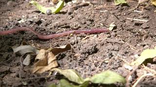 Facts about woodlice