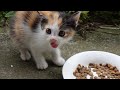 Kitten is overjoyed after eating her long-awaited meal