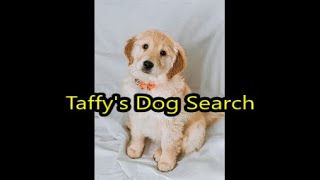 Digby \u0026 Friends - S2 Ep7 - Taffy's Dog Search