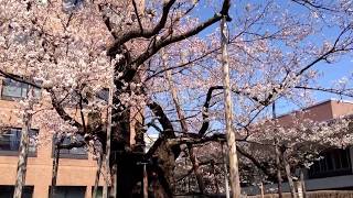 天然記念物盛岡石割桜