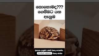 ගෙම්බා ඈනුම් යවන හැටි