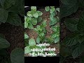 easy propagation of mint leaves പുതിനയില എളുപ്പത്തിൽ നട്ടു പിടിപ്പിക്കാം shorts my dream garden