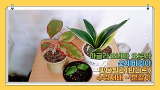 아글라오네마 오로라, 산세비리아, 만다빌라 수경재배해서 분갈이/Aglaonema aurora, Sanseviria, Mandavila hydroponicus and Bungal