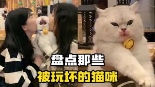 盘点那些被玩坏的猫咪，猫：我不是人，但你们是真的狗...