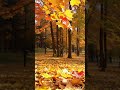 Autumn Leaves Falling from Maple Tree | Stunning Fall Scene | 10 Million Views