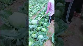 Bountiful harvest of cabbage