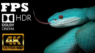 4K HDR 60fps Dolby Vision // World of Animals//8K HDR