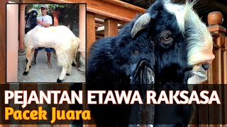 Kambing Etawa Super Besar || Pejantan Pacek Juara