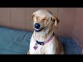 The FUNNIEST Animal 2024 make us LAUGH 😺🐶 Funniest Cats and Dogs Videos