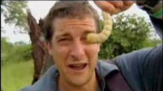 Man vs. Wild - Eating Giant Larva Man vs. Wild - Eating Giant Larva