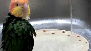 【シロハラインコ ふうすけ】ご機嫌で水浴び♪