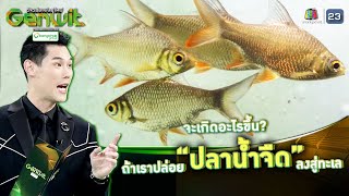 จะเกิดอะไรขึ้น ถ้าเราปล่อยปลาน้ำจืดลงสู่ทะเล | Genwit อัจฉริยะพันธุ์ใหม่