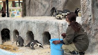 飼育員さんからご飯をもらうケープペンギン【‎2024年‎5月24日】【上野動物園】