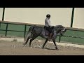 infante 2018 baroque pre andalusian stallion son of impaciente ii march 2024 video