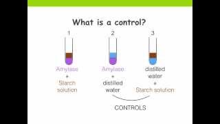 Experiment. Independent, dependent, key variables and control (Ms Cooper)