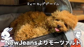 NewJeansよりモーツァルトが好きなトイプードルがこちら