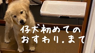 仔犬のしつけに挑戦！1日でお座りと待てを覚えた！？親ばか炸裂【ゴールデンレトリーバー】