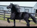 Friesian: Horse of Kings