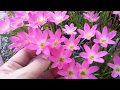 How to grow Rain Lily / Zephyranthes  in a pot or in the ground( FL # 25 ).