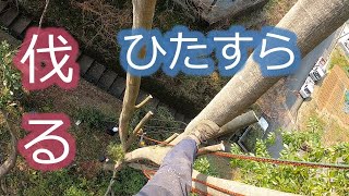 【Tree climbing】ロープを使っての伐採作業！（1部のみ）Cut a tree branch