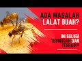 ADA MASALAH LALAT BUAH? INI SOLUSI TERMUDAH..... TAPI.......