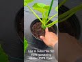 best way to grow squash or zucchini plants squash zucchini gardening