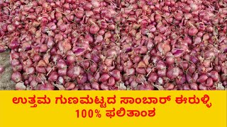 ಉತ್ತಮ ಗುಣಮಟ್ಟದ ಸಾಂಬಾರ್ ಈರುಳ್ಳಿ  100% ಯಶಸ್ಸು onion natural farming