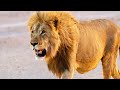 Botswana’s Wild HAVEN Life on Chief’s Island (Animal Documentary)