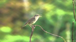 ウチヤマセンニュウ（1）さえずり（三宅島） - Styan's grasshopper-warbler - Wild Bird - 野鳥 動画図鑑