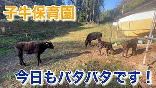 子牛達の反乱