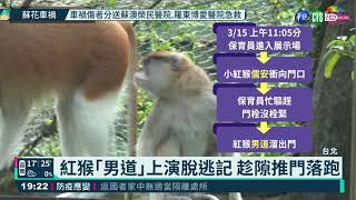 紅猴｢男道｣脫逃 北市動物園籲協尋｜華視新聞 20210316