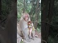 The puzzling, funny and hilarious Behaviors of Monkeys. Top funny monkeys videos #354